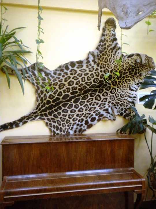 Hotel Jungle Hotel Dzsungel