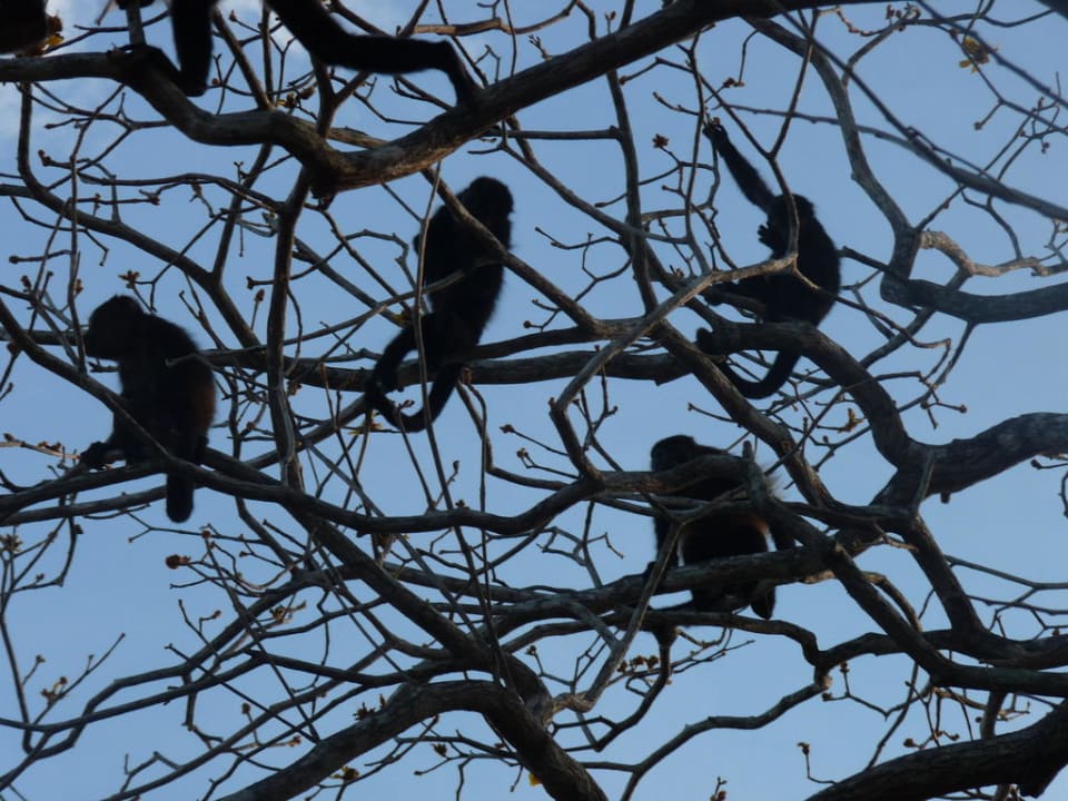 Brüllaffen vor der Bungalow-Terrasse Hotel Luna Azul