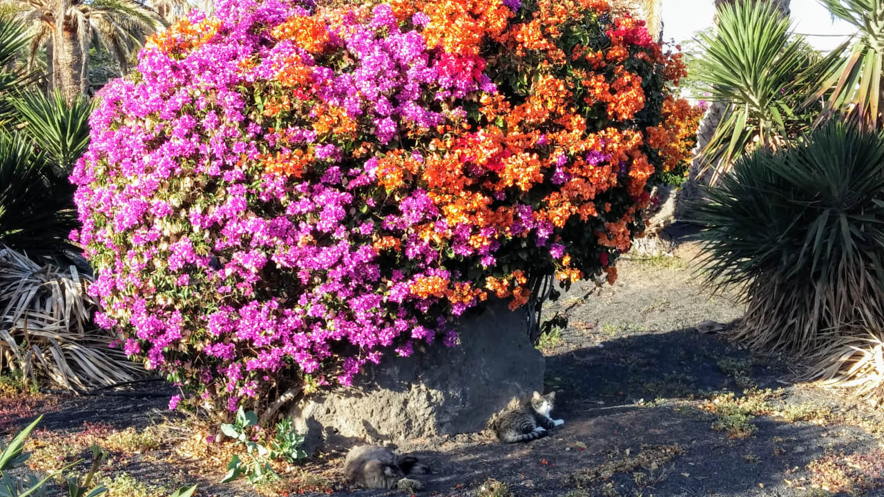 Gartenanlage Relaxia Olivina
