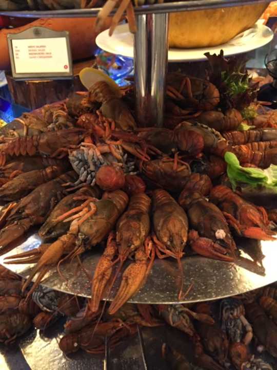 Gastro Acanthus Cennet Barut Collection