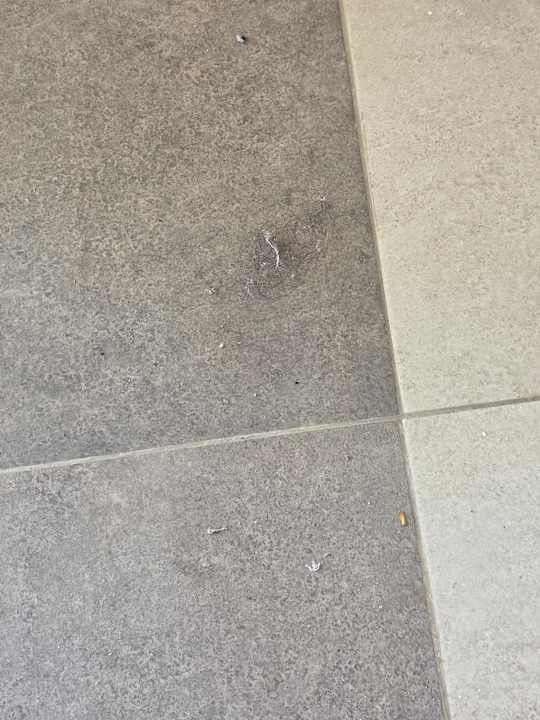 Zimmer JAZ Elite Asteria