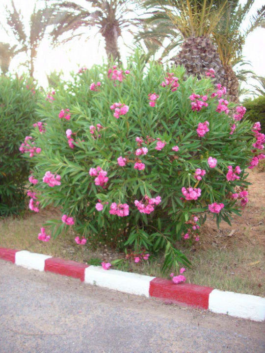 Von der Straße zum Hotel TUI BLUE Palm Beach Hammamet