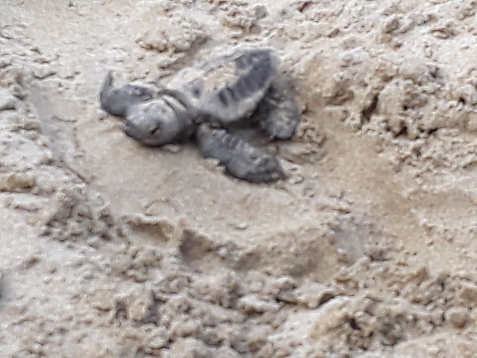 Strand Domes Aulūs Zante, Autograph Collection