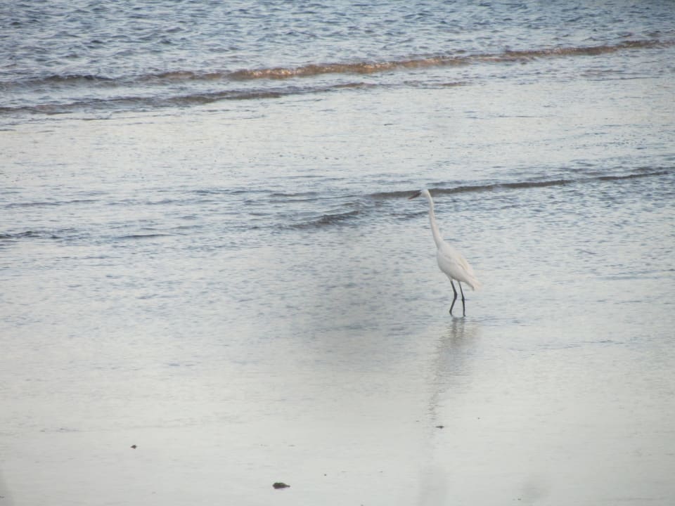 Ibis am Strand Rohanou Beach Resort