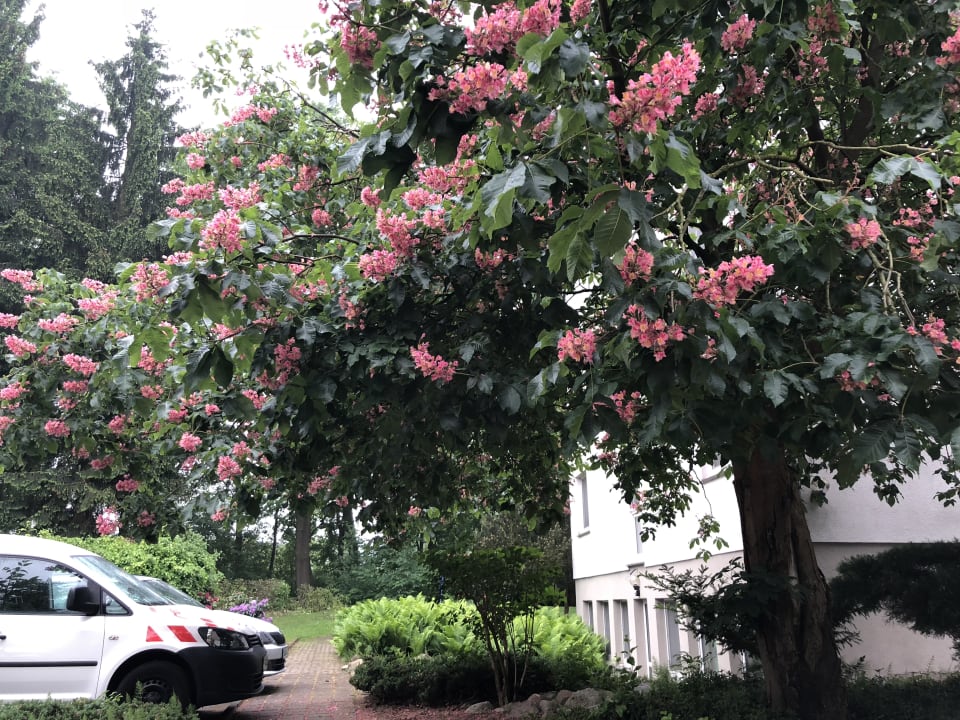 Außenansicht Hotel Luther Birke Wittenberg