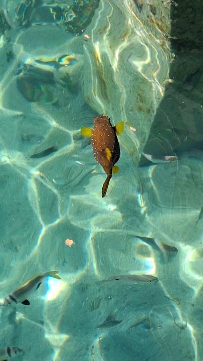 Ausblick Pickalbatros Blu Spa Resort