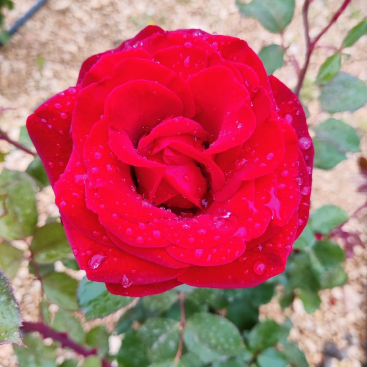 Gartenanlage Aminess Vival Casa Velaris