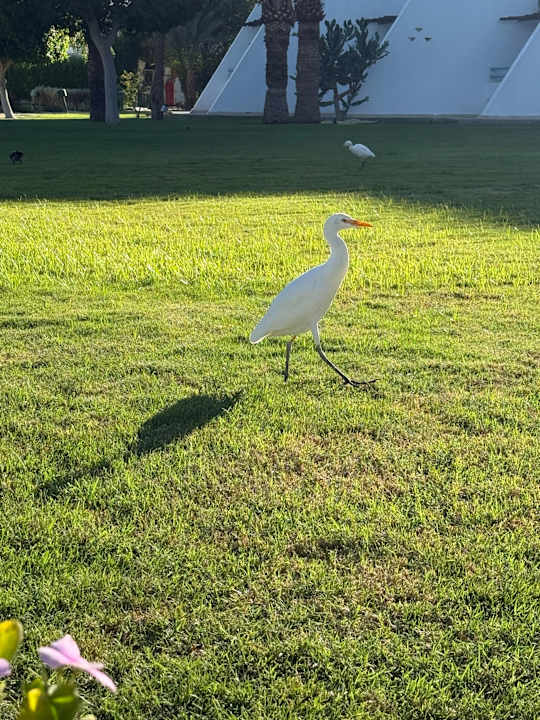 Gartenanlage Shams Safaga Resort