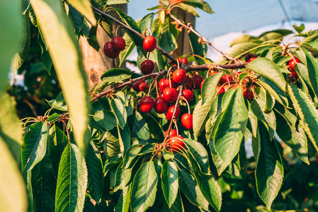Gartenanlage Gut Hügle Erlebnisbauernhof