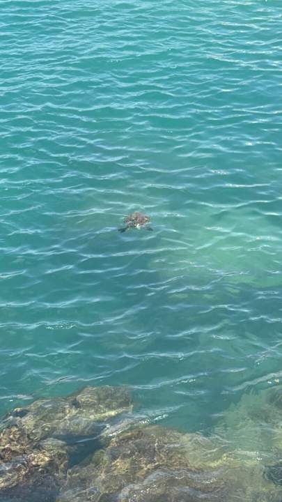 Strand Meliá Dunas Beach Resort & Spa