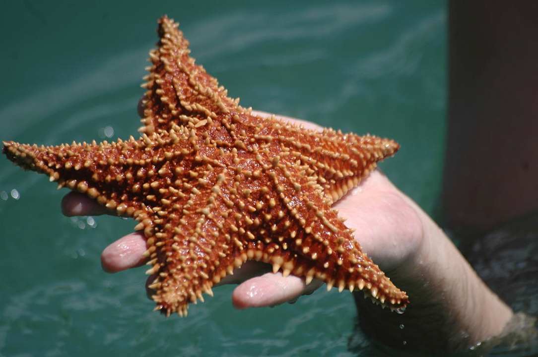 Beim Schnorcheln vor Casa Acuario Casa Acuario