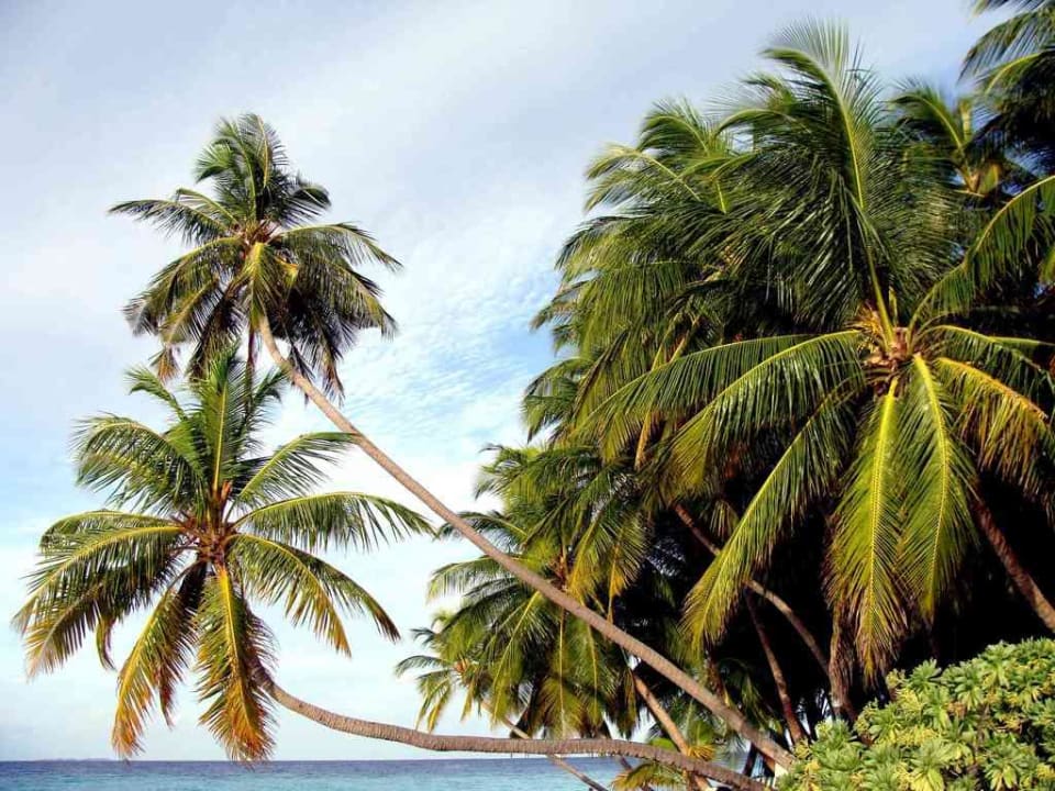 Palmen Fihalhohi Maldives