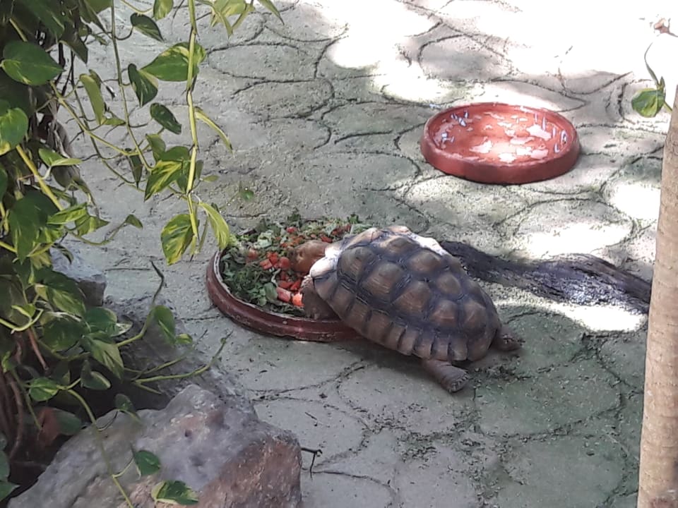 Gartenanlage Iberostar Waves Tucan