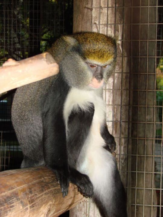 Affe in der Gartenanlage des Hotels  Park Club Europe