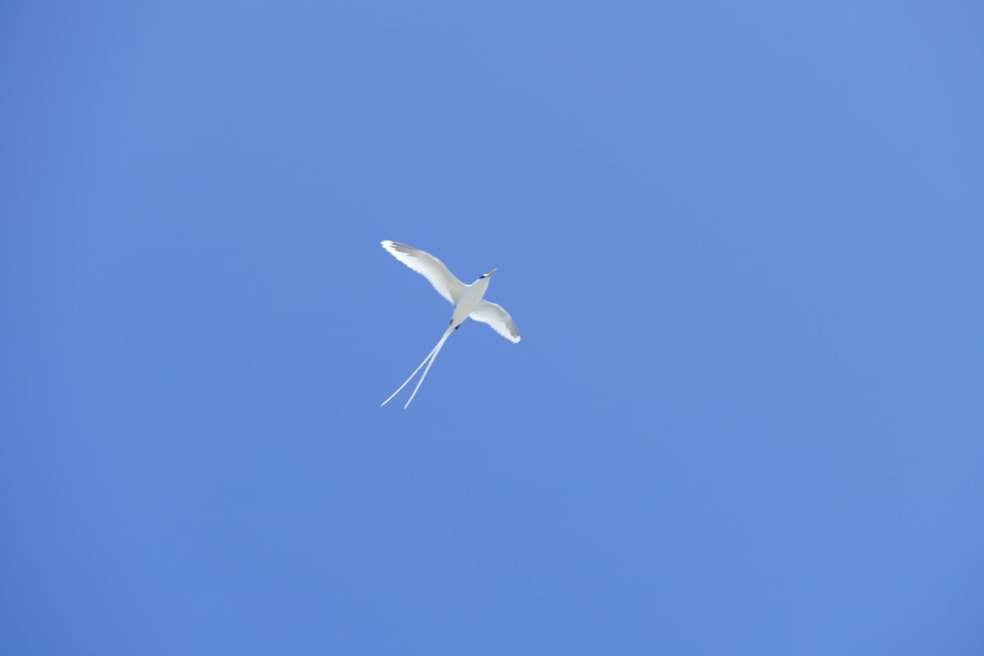 Paradiesvogel Kuredu Island Resort & Spa