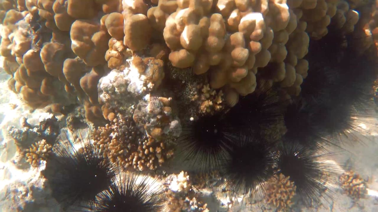 Strand Pickalbatros Sea World Resort - Marsa Alam