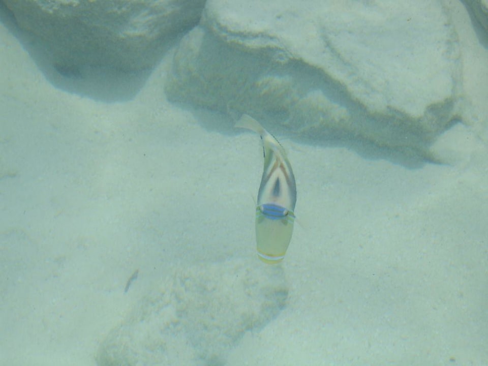 Ganz nah Sun Siyam Vilu Reef