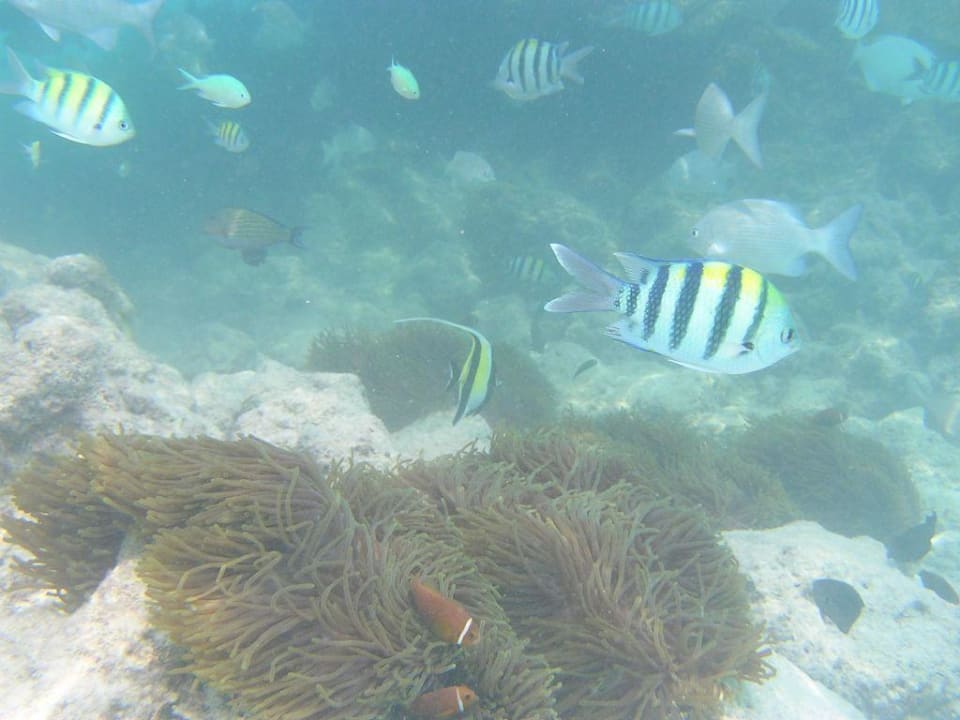 Unterwassser vor dem Hotel Summer Island Village Summer Island Maldives