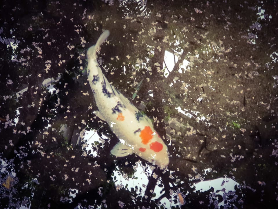 Gartenanlage Center Parcs De Kempervennen