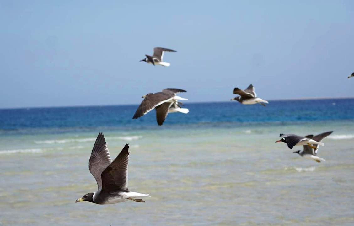 Strand Shams Alam Beach Resort