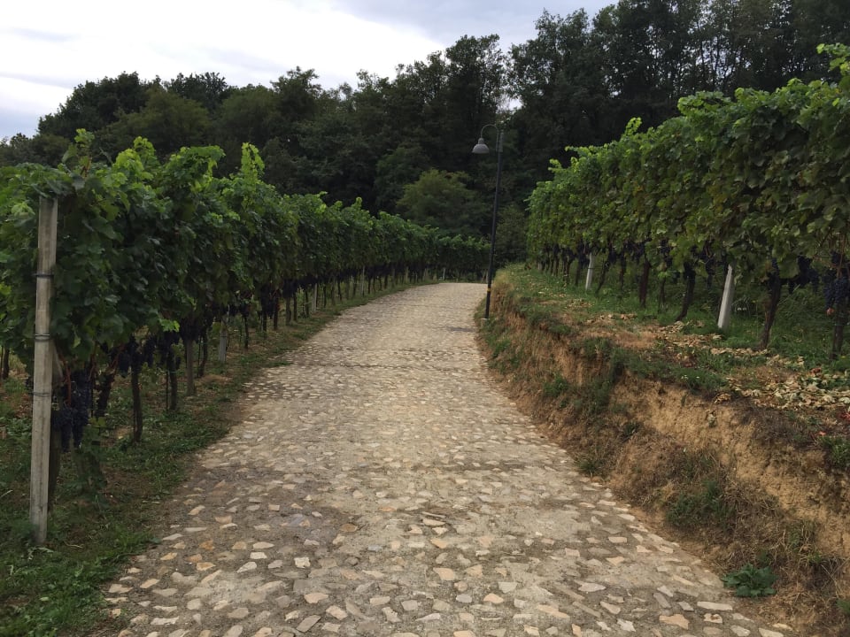 Weinberge Cavril Agriturismo