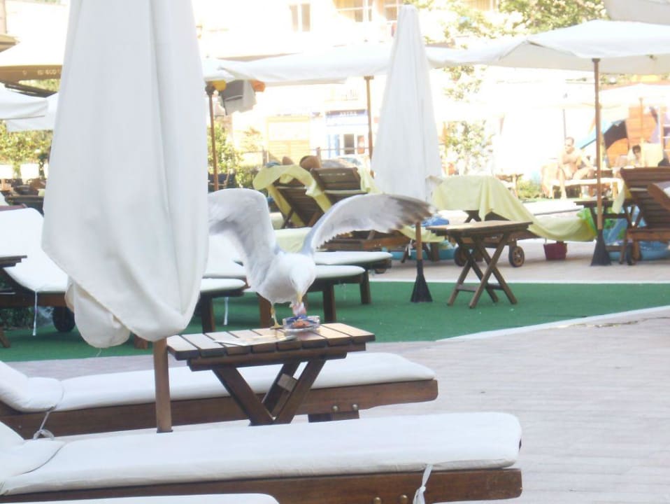 Möwe am Pool Barceló Royal Beach