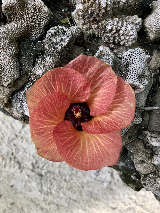 Gartenanlage Cinnamon Dhonveli Maldives
