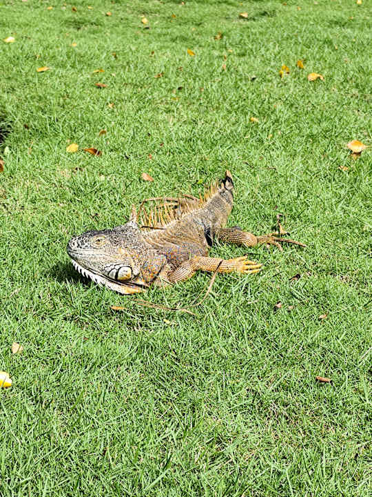 Sonstiges Caribe Deluxe Princess