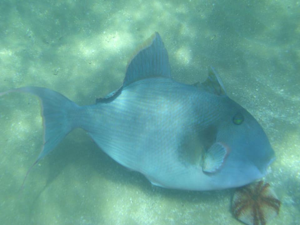 Rotzahndrükerfisch Menaville Safaga