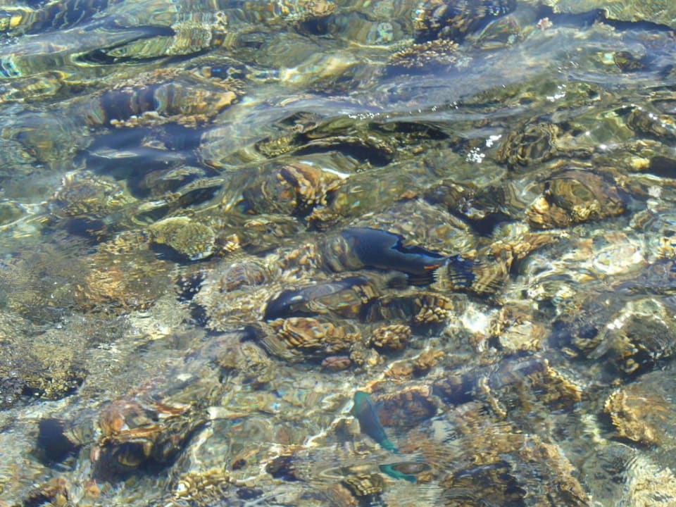 Podwodny swiat Amphoras Blu