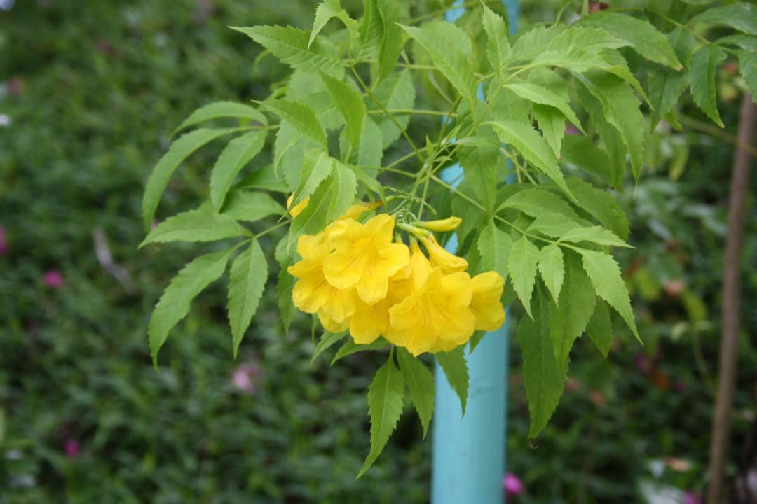 Die Flora von Kuramathi Kuramathi Maldives