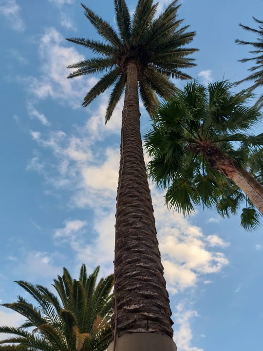 Gartenanlage Bull Costa Canaria & Spa - Adults only