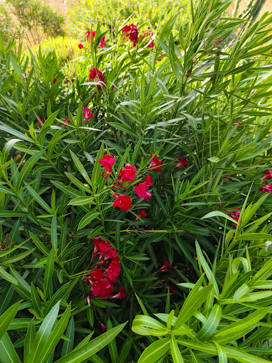 Gartenanlage Luna Minoica Suites and Apartments