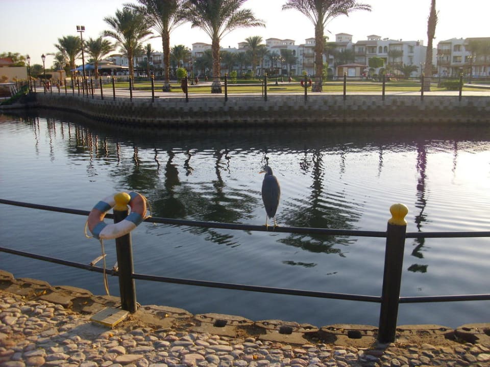 Das kleine Flüsschen in der Anlage Pickalbatros Dana Beach Resort - Hurghada