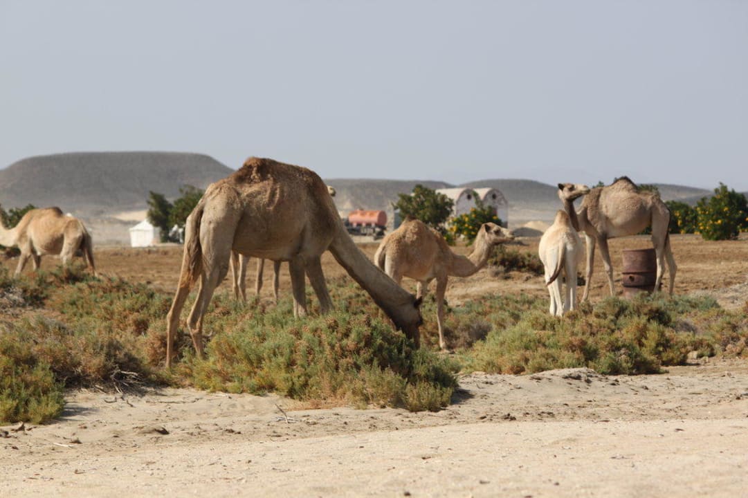 Kamele Lahami Bay Beach Resort