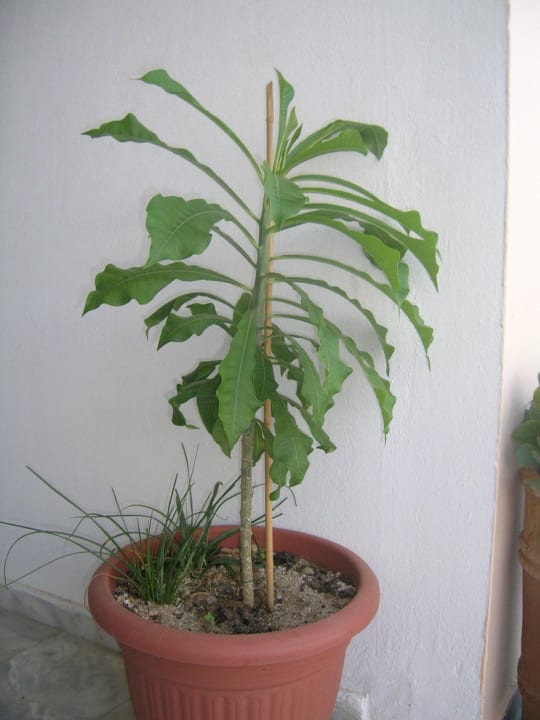 Rare plumeria Hotel Kathrin Beach