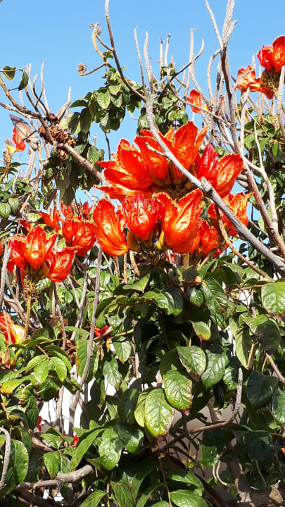 Gartenanlage allsun App.-Hotel Albatros