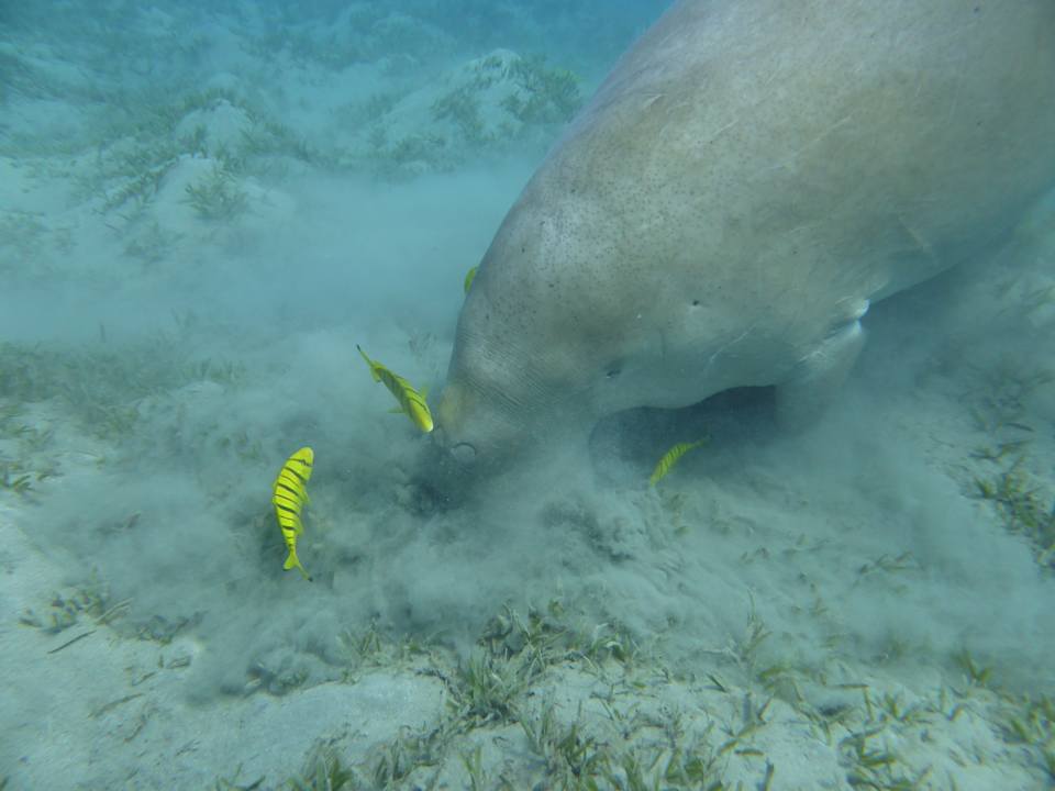 Sport & Freizeit Shams Alam Beach Resort