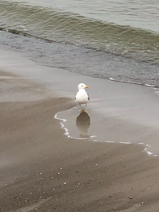 Strand Pension Harder Haus Waldesblick