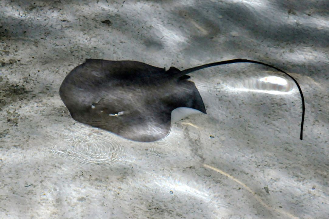 Manta Meeru Maldives Resort Island