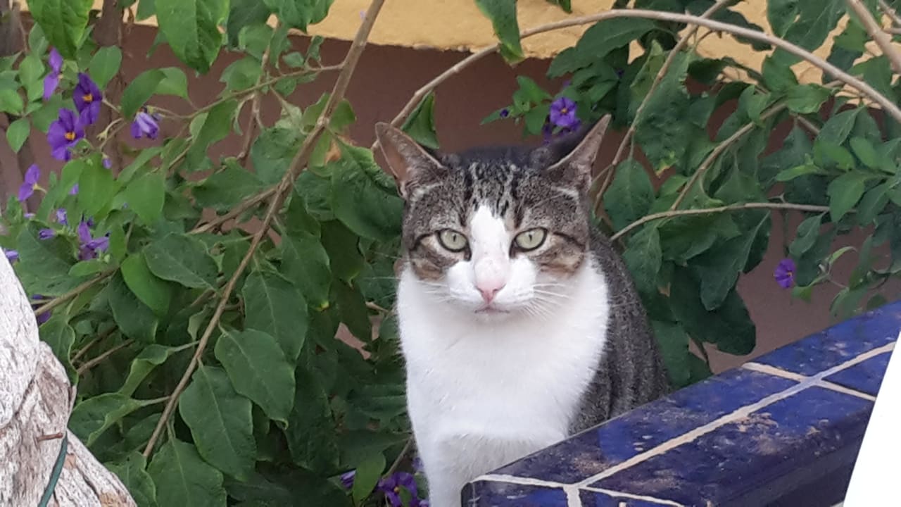 Katze Club Hotel Drago Park