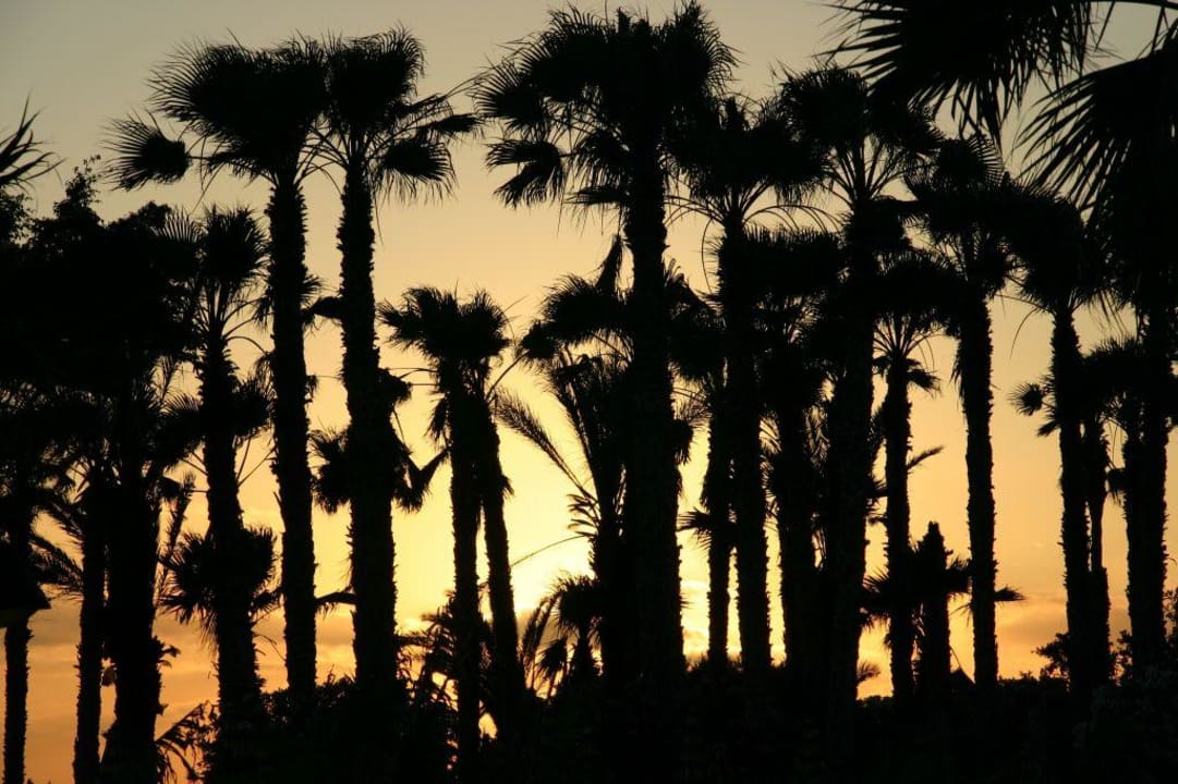 Sonnenuntergang vor Palmen Hotel RIU Cypria Bay Leonardo Cypria Bay - Family Resort