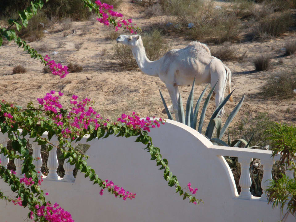 Weisses Kamel Villa Krug