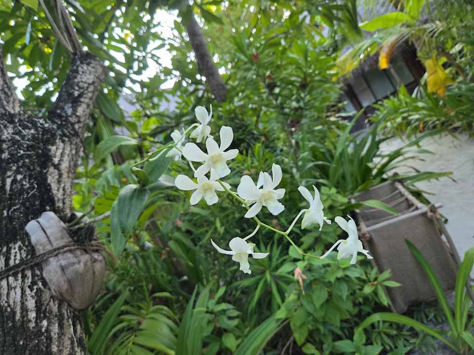 Gartenanlage Coco Palm Dhuni Kolhu