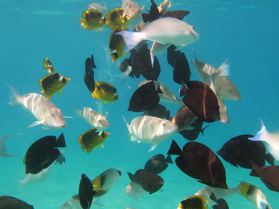 viel Fisch im Wasser Albatros Sharm Resort