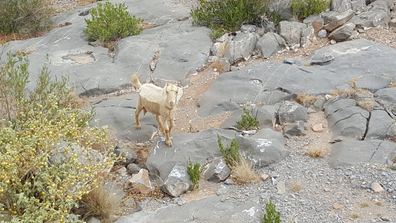 Ausblick Anantara Al Jabal Al Akhdar Resort