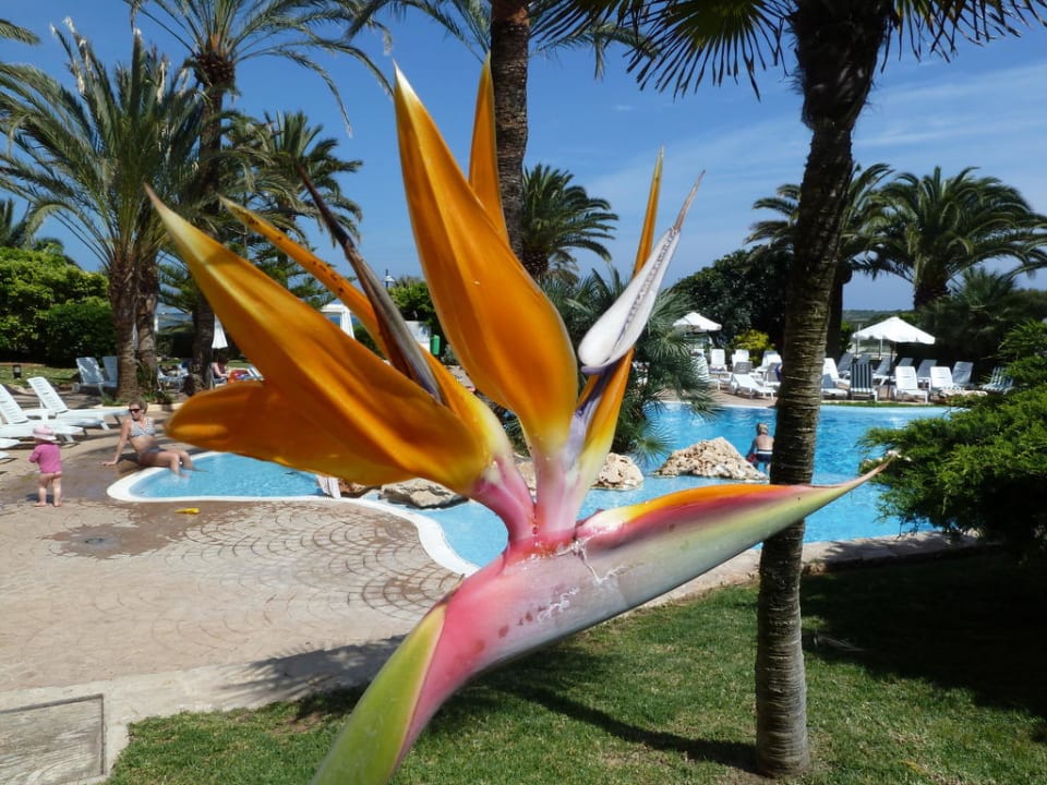 Blick zum Pool Hipotels Dunas Cala Millor