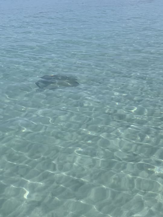 Sonstiges Hotel Riu Palace Tropical Bay