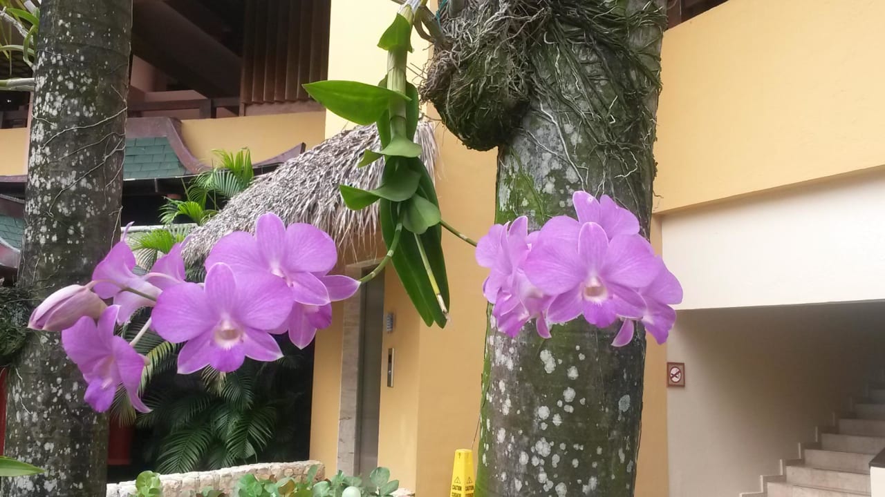 Orchideen Hotel Viva Dominicus Palace by Wyndham-All Inclusive Resort