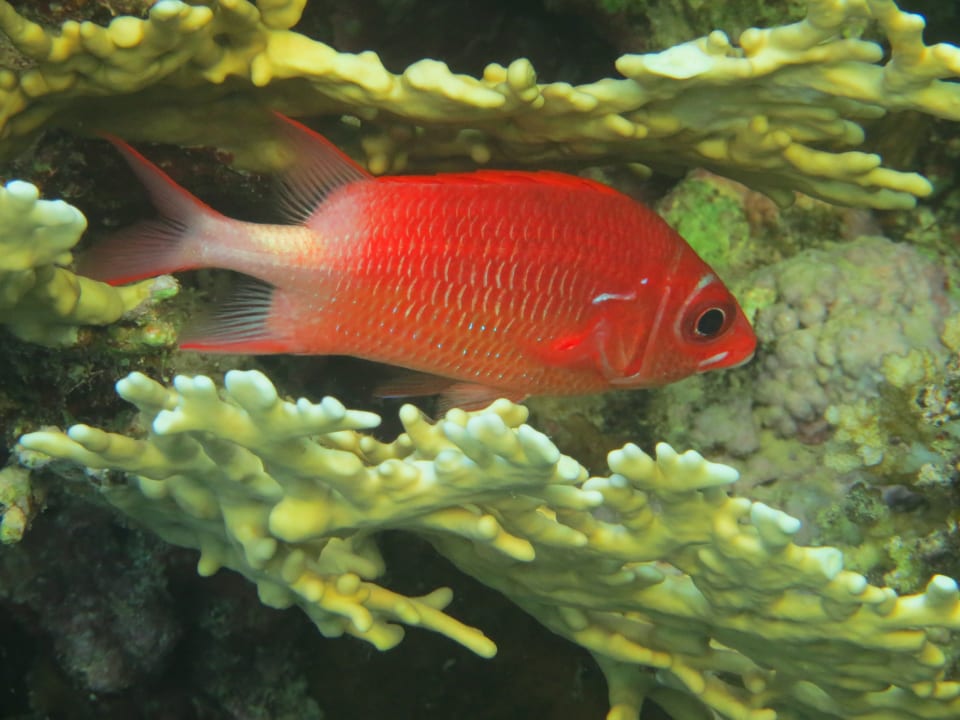 Strand Malikia Resort Abu Dabbab